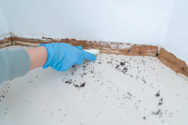 Best Termite Inspection and Treatment  in St John, KS